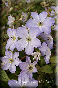 Clematis photograph