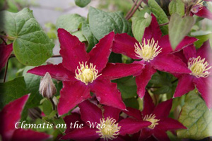 Clematis photograph