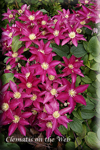 Clematis photograph