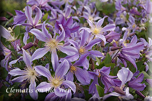 Clematis photograph