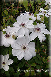 Clematis photograph