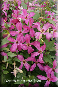 Clematis photograph