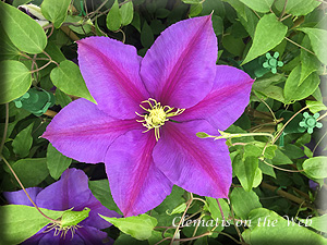 Clematis photograph