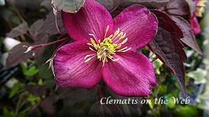 Clematis photograph