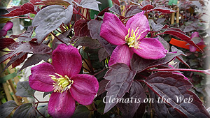 Clematis photograph