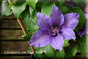 Clematis photograph