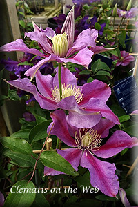 Clematis photograph