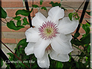 Clematis photograph