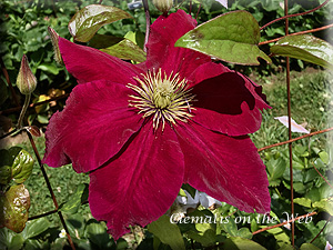 Clematis photograph