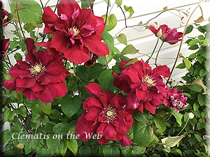 Clematis photograph