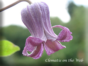 Clematis photograph