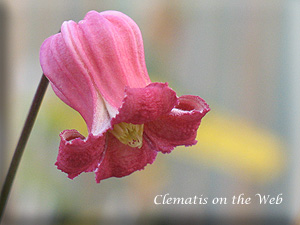 Clematis photograph