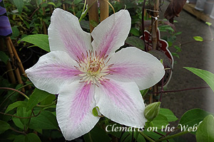 Clematis photograph