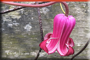 Clematis photograph