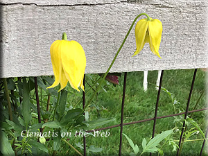 Clematis photograph