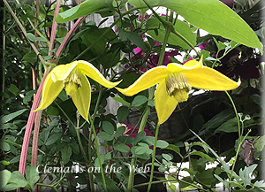 Clematis photograph