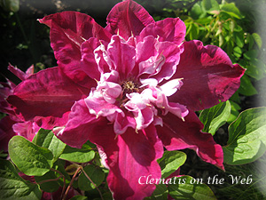 Clematis photograph