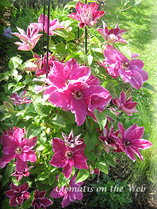 Clematis photograph