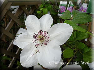 Clematis photograph