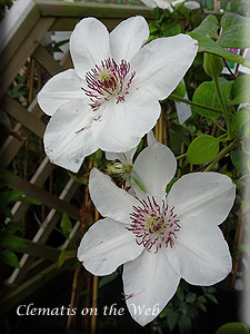 Clematis photograph