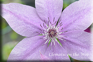 Clematis photograph