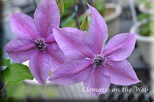 Clematis photograph