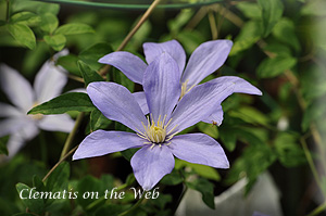 Clematis photograph