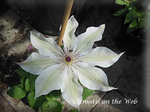 Clematis photograph