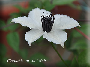 Clematis photograph