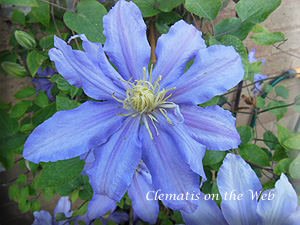 Clematis photograph