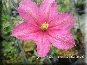 Clematis photograph