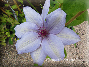 Clematis photograph