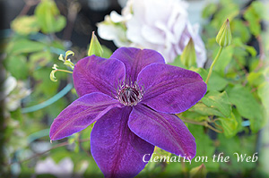 Clematis photograph