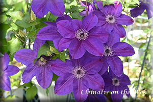 Clematis photograph