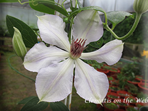 Clematis photograph