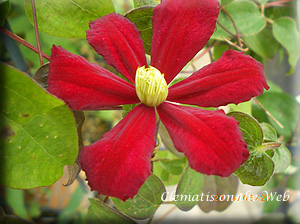 Clematis photograph