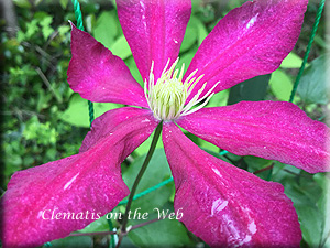 Clematis photograph