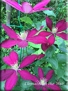 Clematis photograph