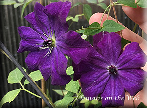 Clematis photograph