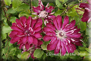 Clematis photograph