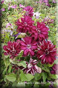 Clematis photograph