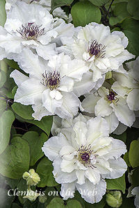 Clematis photograph