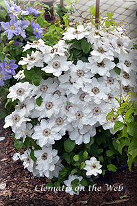 Clematis photograph