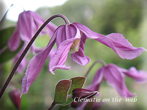 Clematis photograph