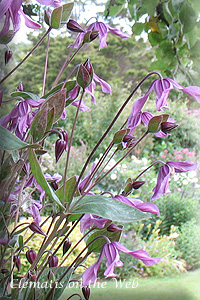 Clematis photograph