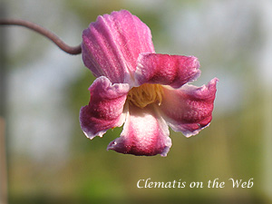 Clematis photograph