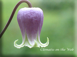 Clematis photograph