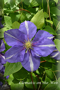 Clematis photograph