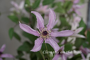 Clematis photograph