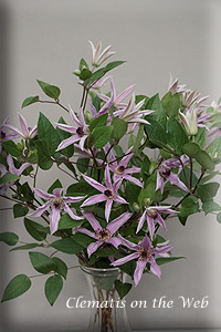 Clematis photograph